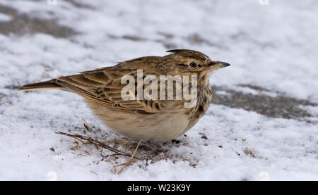 Crested Lark posant sur sol enneigé en hiver Banque D'Images