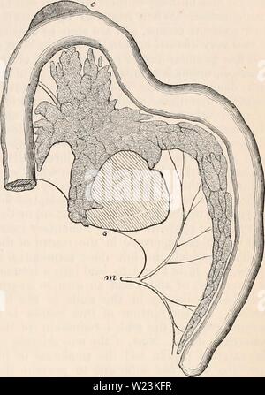 Image d'archive à partir de la page 170 de la cyclopaedia d'anatomie et de Banque D'Images