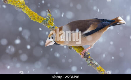 Hawfinch mâle perché sur une branche couverte de lichens en hiver neige Banque D'Images