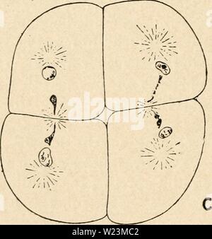 Image d'archive à partir de la page 173 de la cytologie, avec référence spéciale à Banque D'Images