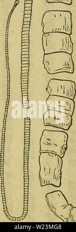 Image d'archive à partir de la page 173 de l'Dbutsugaku zasshi (1889) Banque D'Images