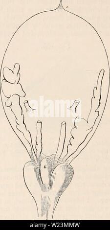 Image d'archive à partir de la page 173 de la cyclopaedia d'anatomie et de Banque D'Images