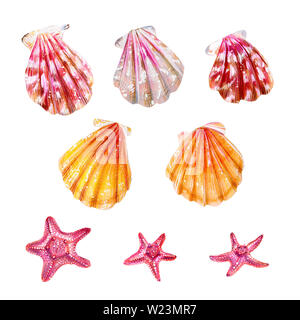 Ensemble de coquillages des pétoncles et des étoiles de mer. Rose, jaune et bivalves pectinidae mère de pearl. Nature de l'océan mondial. Résident sous l'eau. Summ Banque D'Images