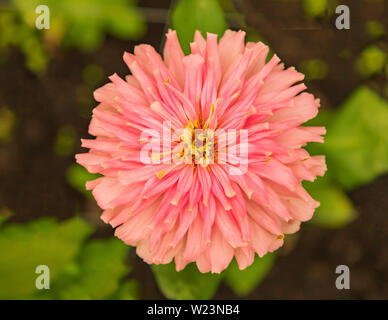 Close-up of a pink Zinnia dans le jardin historique Aalsmeer, un jardin botanique dans la région de Hollande du Nord, Pays-Bas Banque D'Images