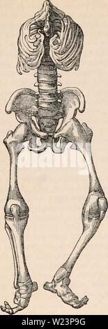 Image d'archive à partir de la page 177 de la cyclopaedia de l'anatomie et. La cyclopaedia de l'anatomie et physiologie0402cyclopdiaofana todd Année : 1849 962 tératologie. Fig. 619. Le squelette de ce qui précède. Aceplialus, un os mobile connecté avec la seule vertèbre cervicale. toujours des jumeaux, et pas plein cultivés. Aussi loin qu'il a été mentionné par différentes observations vers, il y a soit un placenta commun, avec deux cordes (Ponjol), ou avec un seul câble divisé en deux (Mery) ; ou il y a deux placentas connectées ensemble (Herhoklt) ; ou il y a deux ovules totalement séparés, avec un double du placenta (Moiiro). L'ext Banque D'Images