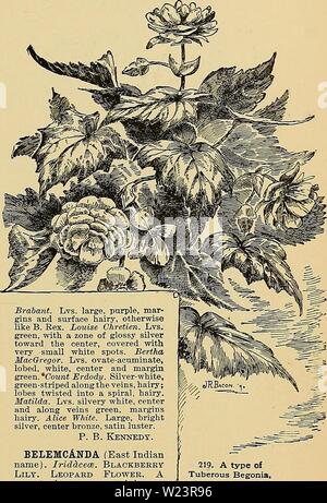 Image d'archive à partir de la page 180 de la Cyclopaedia of American horticulture, comprenant. Cyclopedia of American horticulture, comprenant des suggestions pour la culture de plantes horticoles, les descriptions des espèces de fruits, légumes, fleurs et plantes ornementales vendues aux États-Unis et au Canada, ainsi que des notes biographiques et géographiques cyclopediaofamer01sous caution1 Année : 1900 BEGONIA BELLADONNA LILY 151 de gris, teinté de rouge sur le dessous : slj. grandes, charnues, pinte : ovaire curieusement frisés le long des angles. L'Assam. B.M. 4984. -Int. par Henderson, en Angleterre, en 1856. 101 tunisia palace. Banque D'Images