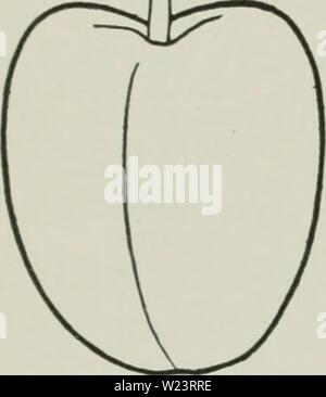 Image d'archive à partir de la page 181 de la Cyclopaedia de fruits Hardy (1922). Cyclopedia de hardy fruits cyclopediaofhar00hedr Année : 1922 152 DUC ROYAL RÉPUBLICAIN obovales, mince ; marge grossièrement dentées en scie, avec des glandes foncé ; pétiole de 1 pouce de long, avec 1 à 4 petits, globuleux, glandes brunâtre. Midscason ; fleurs blanches, 1 inclics partout ; en grappes denses, généralement par trois. Mi-saison des fruits ; de 1 pouce de diamètre, de forme oblongue à conique, comprimé ; cavité peu profonde, étroite, abrupt, lèvres souvent indistinctes ; engluer ; apex arrondi avec une petite dépression au centre ; couleur ambre-rouge ; de nombreux points de lumière, Russet, cons Banque D'Images