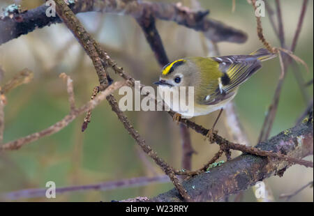 Petit Goldcrest perché sur un petit bâton sec dans la forêt Banque D'Images