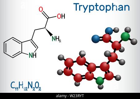 Le tryptophane, acide aminé W Trp ou molécule, est utilisé dans la biosynthèse des protéines. Il est nécessaire pour la croissance des nourrissons et de l'équilibre dans un Illustration de Vecteur