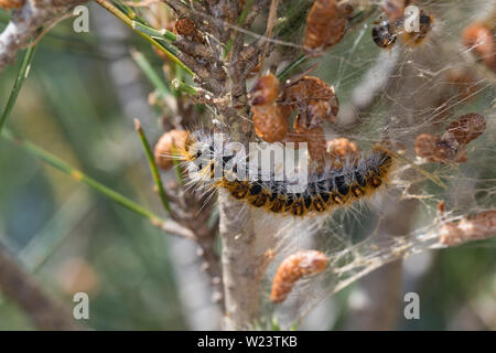 Pinien-Prozessionsspinner Prozessionsspinner Pinienprozessionsspinner,,, Raupe, Raupen, Gespinstnest Gespinstsack Gespinstsäcke, une Kiefern, allergie, Banque D'Images