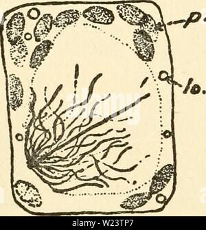 Image d'archive à partir de la page 183 du cytoplasme de l'usine Banque D'Images