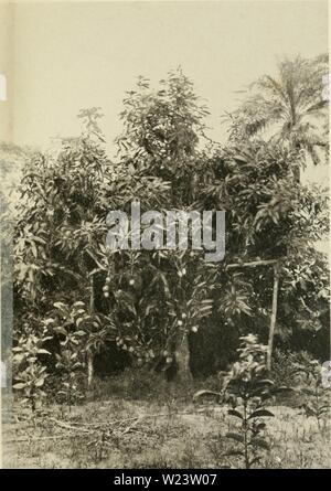 Image d'archive à partir de la page 184 de dans la grande forêt de. Dans la grande forÃªt de l'Afrique centrale. Mon voyage au Congo et à la Mongala en 1896 danslagrandefor00thon Année : 1899 PI. 26 Manguier dans les plantations forestières Ã ' ville de l'Equateur. Banque D'Images