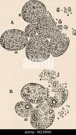 Image d'archive à partir de la page 186 de la cyclopaedia d'anatomie et de Banque D'Images