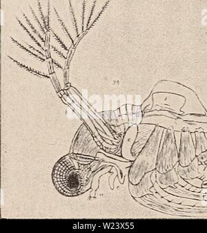 Image d'archive à partir de la page 187 de la das Süsswasserplankton ; Methode und Resultate Banque D'Images