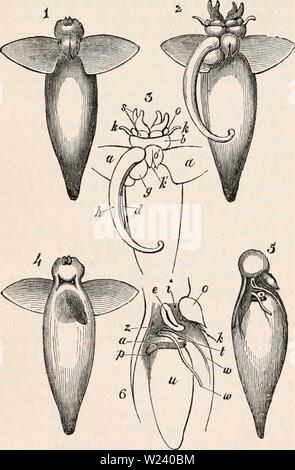 Image d'archive à partir de la page 193 de la cyclopaedia d'anatomie et de Banque D'Images