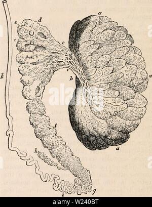 Image d'archive à partir de la page 193 de la cyclopaedia de l'anatomie et. La cyclopaedia de l'anatomie et physiologie0402cyclopdiaofana todd Année : 1849 T7ie joint à lobes le médiastin, mais artificiellement séparés les uns des autres. (À partir d'une préparation dans le Hunterian Museum, autrefois dans un SIR, Cooper's collection.) pas tout à fait distinctes, mais communiquer avec les lobes voisins : les processus les investir sont donc incomplète, et les lobes ne peuvent pas être séparés les uns des autres sans division de certains des tubuli séminifère. Krause estime le nombre des lobes comme variant de 404 à 484. Banque D'Images