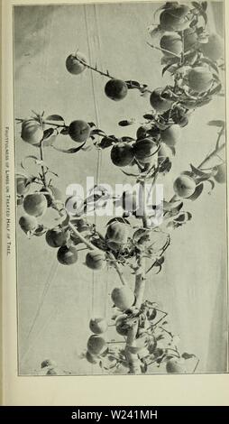 Image d'archive à partir de la page 196 du Ministère bulletin (1900). Bulletin departmentbullet Ministère de l'unité Année : 190020Bull. 20, Div. Veg. Chemin & Phys., U.S. de Agncultu Dopt..e. Assiette XIX. Banque D'Images