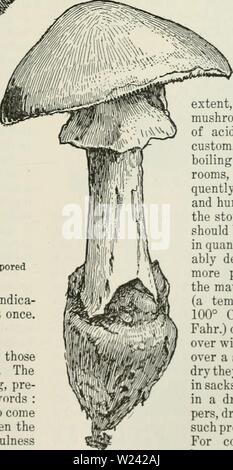 Image d'archive à partir de la page 198 de la Cyclopaedia de cultures agricoles . Cyclopedia de cultures agricoles : une étude des cultures populaires et des méthodes de récolte aux États-Unis et Canada Année bailuoft cyclopediaoffarm00 : 1922, c1907 Fig. 245. L'Amanita muscaria. Un mélange toxique agaric à spores blanches. mois, regarder tous les pots, et, s'il y a des indica- tion de la fermentation, ouvert, l'échaudage, et l'utilisation à la fois. Résumé. Ce n'est pas un endroit pour des recettes, puisque ceux-ci peuvent être trouvés dans cook-livres et bulletins. Les points essentiels dans toutes les décisions de la gelée, mise en conserve, marinage et pré- servant peut être donnée en quelques mots : l'article pour Banque D'Images