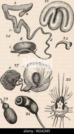Image d'archive à partir de la page 198 de la cyclopaedia d'anatomie et de Banque D'Images
