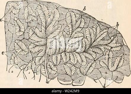 Image d'archive à partir de la page 198 de la cyclopaedia d'anatomie et de Banque D'Images