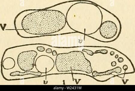 Image d'archive à partir de la page 199 du cytoplasme de l'usine