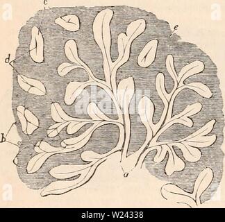Image d'archive à partir de la page 199 de la cyclopaedia d'anatomie et de