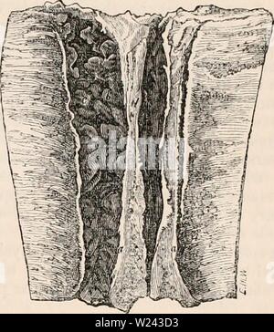 Image d'archive à partir de la page 200 de la cyclopaedia d'anatomie et de Banque D'Images