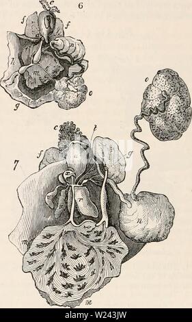 Image d'archive à partir de la page 201 de la cyclopaedia d'anatomie et de Banque D'Images