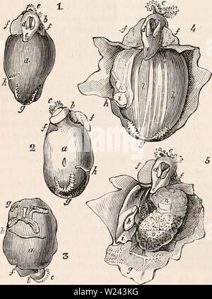 Image d'archive à partir de la page 201 de la cyclopaedia d'anatomie et de Banque D'Images