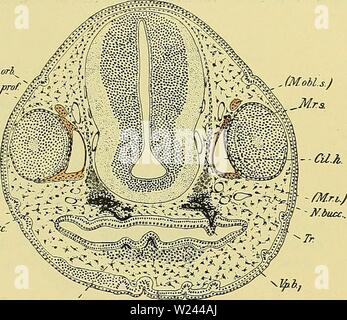 Image d'archive à partir de la page 203 d'Medicinisch-Naturwissenschaftlichen Denkschriften der Gesellschaft zu. Denkschriften der Medicinisch-Naturwissenschaftlichen denkschriftender Gesellschaft zu Jena47medi Année : 1879 Vsup. orh. ' Wophthprof§/Â Â Â ?jI28 jMobUJ Entwicklungsgeschichte des Kopfes BlutgefÃ¤sssystems und von Ceratodus forsteri. 468 deutlich abgrenzbar. Die Trabekel dem durchbrochenen GerÃ¼ste vielfach dienen der dicht neben einander zwei spitze ZÃ¤aussendenden Vomeropalatinplatten Unterlage hne la SLA. Im Unterkieferwulste Ã¼beraus¤fÃ llt die dichte Disposition des subepidermoidalen Meso Banque D'Images