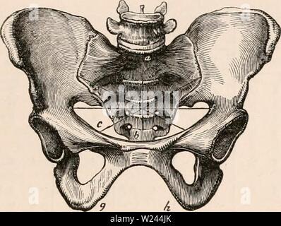 Image d'archive à partir de la page 204 de la cyclopaedia d'anatomie et de Banque D'Images