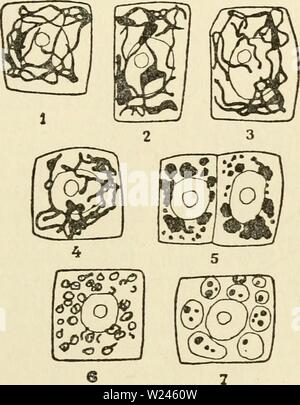 Image d'archive à partir de la page 208 du cytoplasme de l'usine Banque D'Images