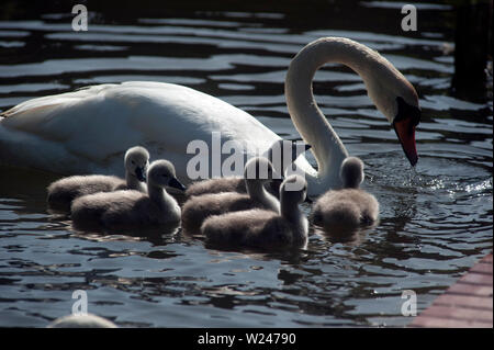 Les cygnes et les paquets dans le Mill Pond, Langstone, Hampshire, Angleterre, Royaume-Uni Banque D'Images