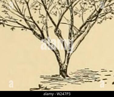 Image d'archive à partir de la page 214 de Cyclopedia of American horticulture . Cyclopedia of American horticulture : comprenant des suggestions pour la culture de plantes horticoles, les descriptions des espèces de fruits, légumes, fleurs et plantes ornementales vendues aux États-Unis et au Canada, ainsi que des notes biographiques et géographiques cyclopediaofame03bail Année : 1906 PEACH apparaissent à la fin de l'automne, après la k-iives ont baissé, ou au printemps avant la croissance normale commence. Ils sont souvent vus pour la première fois sur les extrémités des gourmands. Cette "astuce" la croissance est parfois peu prononcée, puis onl Banque D'Images