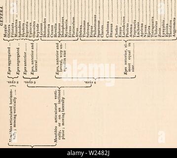 Image d'archive à partir de la page 214 de la cyclopaedia d'anatomie et de Banque D'Images