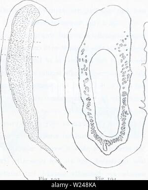 Image d'archive à partir de la page 216 de l'Ingolf danois-Expedition (1899-1953). L'expédition danoise Ingolf-danishingolfex daniuoft5CPT9Année : 1899-1953 ACTINIARIA 203 Fig. ig2 Fig. 19.1 nombre de tentacules est d'environ 96 (6  + 6  + 11  + 24  + 48), l'intérieur a beaucoup de fois plus grand que l'extérieur. Parfois, les tentacules sont indistinctement longitudinalement. sulcated Le disque oral est large, sa plus grande partie n'a pas de tentacules. Il est fourni avec des sillons radiaux indistinctes, correspondant à l'insertions des mésentères. Actinopharynx est de longueur ordinaire, irrégulièrement plissée et fourni avec 2 siphon profond Banque D'Images