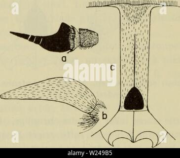 Image d'archive à partir de la page 219 de la faune ; illustrerede haandbøger plus. Illustrerede haandbøger la faune ; plus de den danske dyreverden danmarksfaunaill..66dans Année : 1907 216 Onglet. sudeticus er den største danske dipter. Den frem- en overordentlig sous flugten bringer dyb og kraftig brum- les hommes. Flyvetiden er juin-août, flest Dernière mise je juli. Den angriber sjaeldent mennesker, derimod forskellige, fremmest husdyr først og heste. J'formentlig levier Larven ou mosejord vand. Almindelig i Danmark, kendt fra Jylland, Fyn, Jutland-central og Lolland. J'hyppigst er Arten Jylland og isaer j det indre Banque D'Images