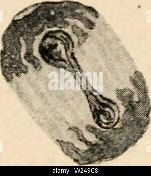 Image d'archive à partir de la page 219 de la cytologie, avec référence spéciale à Banque D'Images