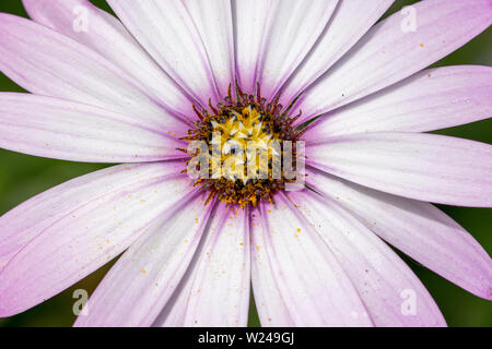 Violet Rose blanc teinté de feuilles de l'African daisy (Osteospermum ciliata) Banque D'Images