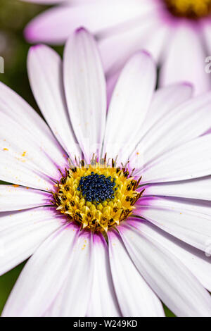 Violet Rose blanc teinté de feuilles de l'African daisy (Osteospermum ciliata) Banque D'Images