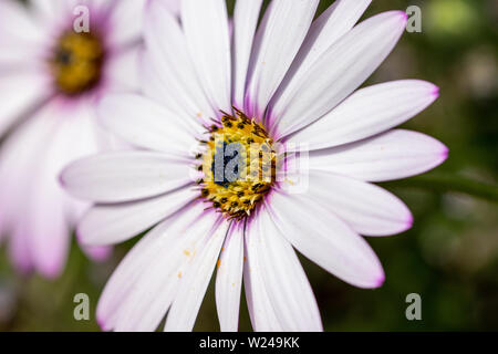 Violet Rose blanc teinté de feuilles de l'African daisy (Osteospermum ciliata) Banque D'Images