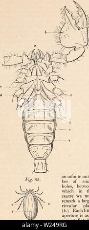 Image d'archive à partir de la page 220 de la cyclopaedia d'anatomie et de Banque D'Images