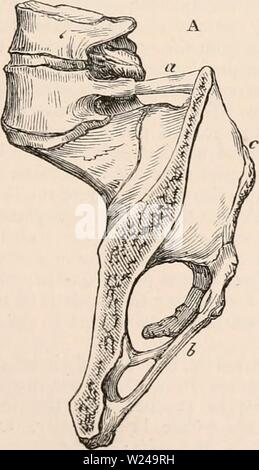 Image d'archive à partir de la page 220 de la cyclopaedia d'anatomie et de Banque D'Images