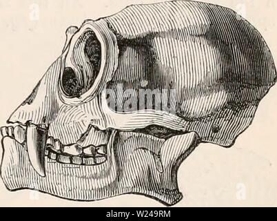 Image d'archive à partir de la page 220 de la cyclopaedia d'anatomie et de Banque D'Images