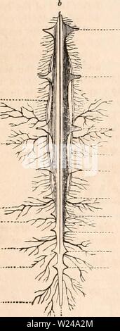 Image d'archive à partir de la page 221 de la cyclopaedia d'anatomie et de Banque D'Images