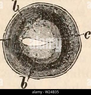 Image d'archive à partir de la page 224 de la cyclopaedia de l'anatomie et. La cyclopaedia de l'anatomie et physiologie cyclopdiaofana03todd Année : 1847 B C D fortns trois expositions de vannes se produisent très fréquemment- rence dans les lymphatiques, en particulier dans le quartier de glandes, qui ne sont pas décrits dans les ouvrages sur l'anatomie. ( Prises à partir d'échantillons préparés pour le microscope.) grossie dix diamètres. A. a, l'intérieur du navire. b, b, le volets valvulaire composé de la doublure membiane seulement. La pièce jointe, les personnes seules, ainsi que les bords de la surface de ces volets, sont sur le même plan ; ils Banque D'Images