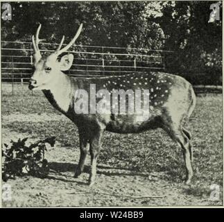 Image d'archive à partir de la page 225 de la deer de tous les pays ; Banque D'Images