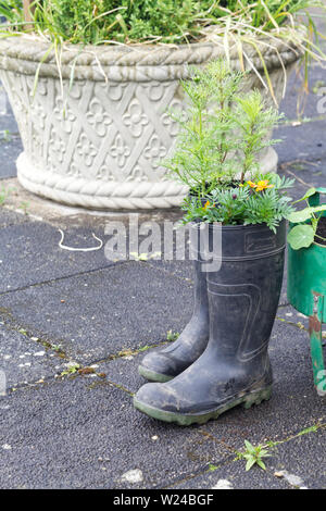 Fleurs dans une paire de bottes Banque D'Images