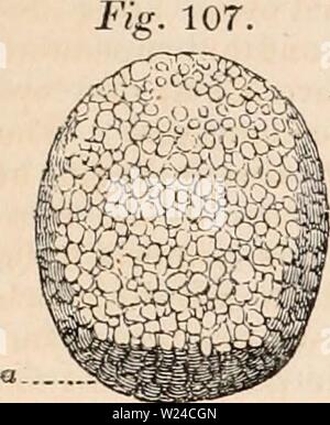 Image d'archive à partir de la page 228 de la cyclopaedia d'anatomie et de Banque D'Images