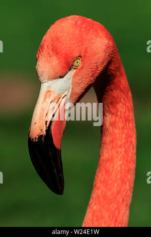 American Flamingo (Phoenicopterus ruber) Banque D'Images